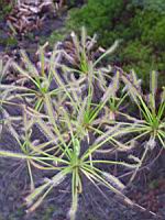 Drosera Capensis Alba (fam Droseracees) (Afrique du Sud) (02) (Photo F. Mrugala)